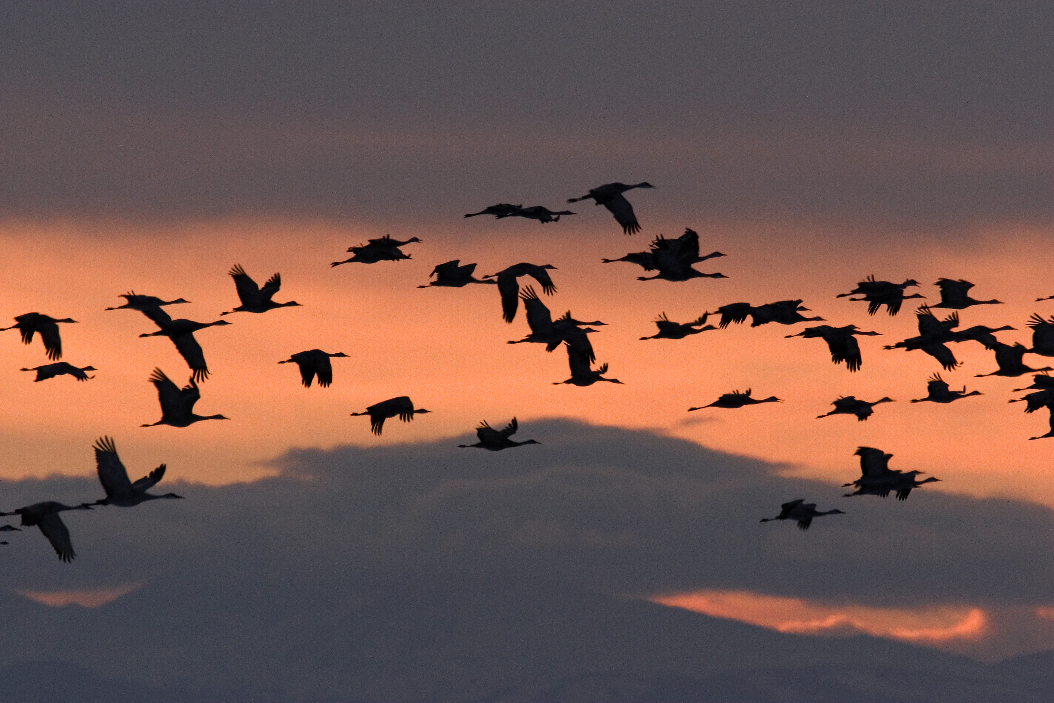 36th Annual Monte Vista Crane Festival SLVoices